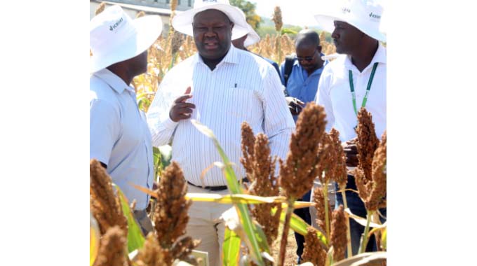 Zimbabwe’s millet yield expected to increase by 45 percent