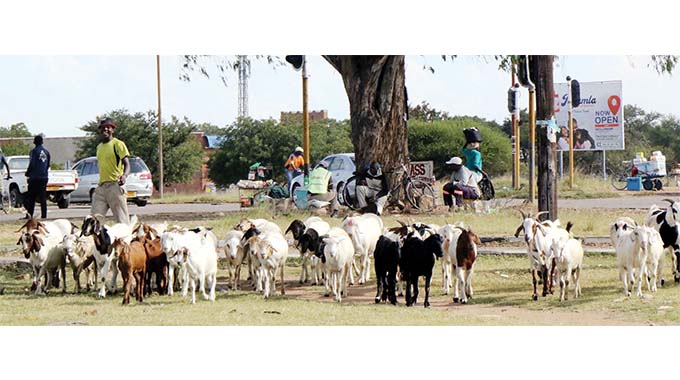 Goat trade brings culture to urban dwellers