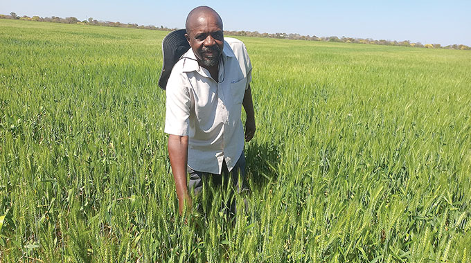 Great leaps in agriculture sector since Independence
