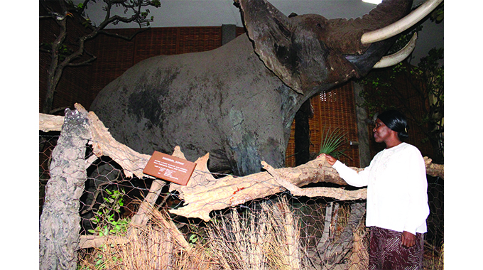 The wild side of Bulawayo: Get up close with the fiercest animals without fear