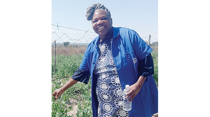 Retired civil servant ready to export 40 tonnes of peas to Europe