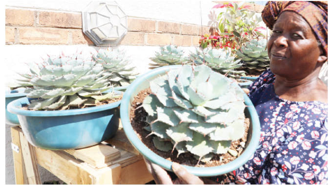 ‘Flowers have taught me patience’: Lawyer turns home into thriving nursery