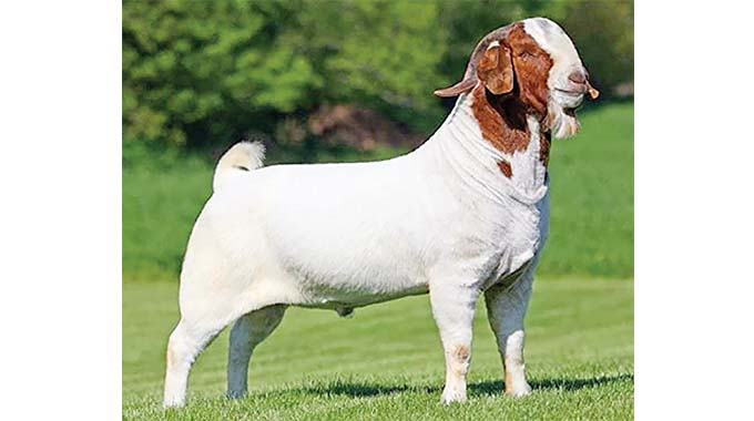 Beitbridge Boer goat breeder honoured in South Africa