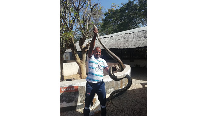 Tsikamutandas caught planting live python