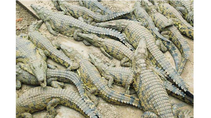 Padenga Holdings crocodile venture seals new contracts