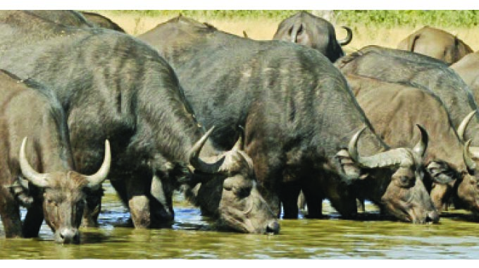 Wildlife migration as drought bites