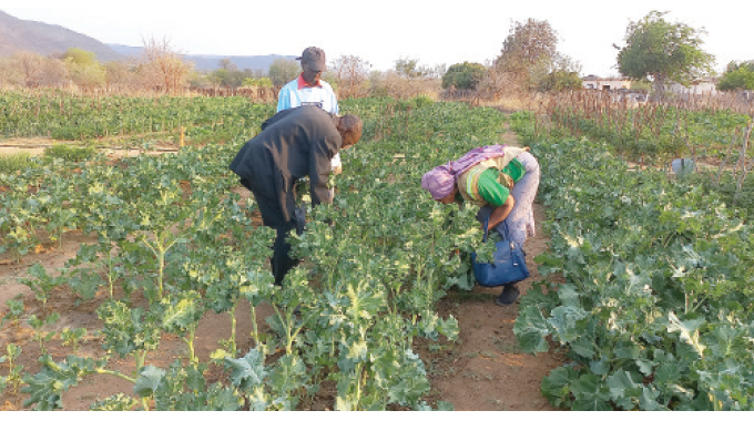 Women benefit from farmer field school