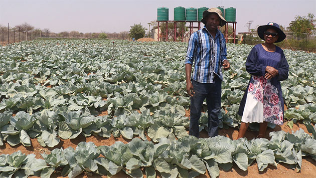 Presidential Horticulture Scheme inspires diasporans to invest back home