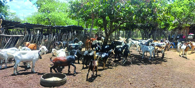 WATCH: Matabeleland South goat farmers target pure breeds