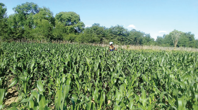 Optimism as Intwasa crop thrives in dry spell