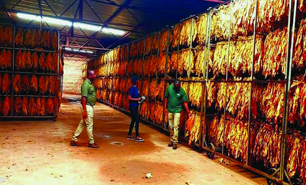 Tobacco auction floors open in March