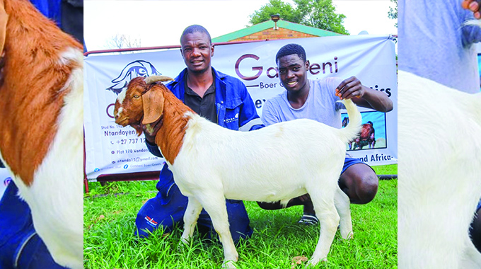 Goat farming: A new economy for Beitbridge