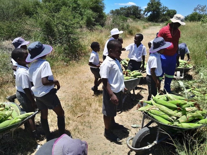 Masiyephambili Junior School thrives with agriculture project, imparting life skills and generating income
