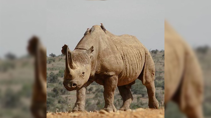 Midlands conservancy embraces AI to curb poaching