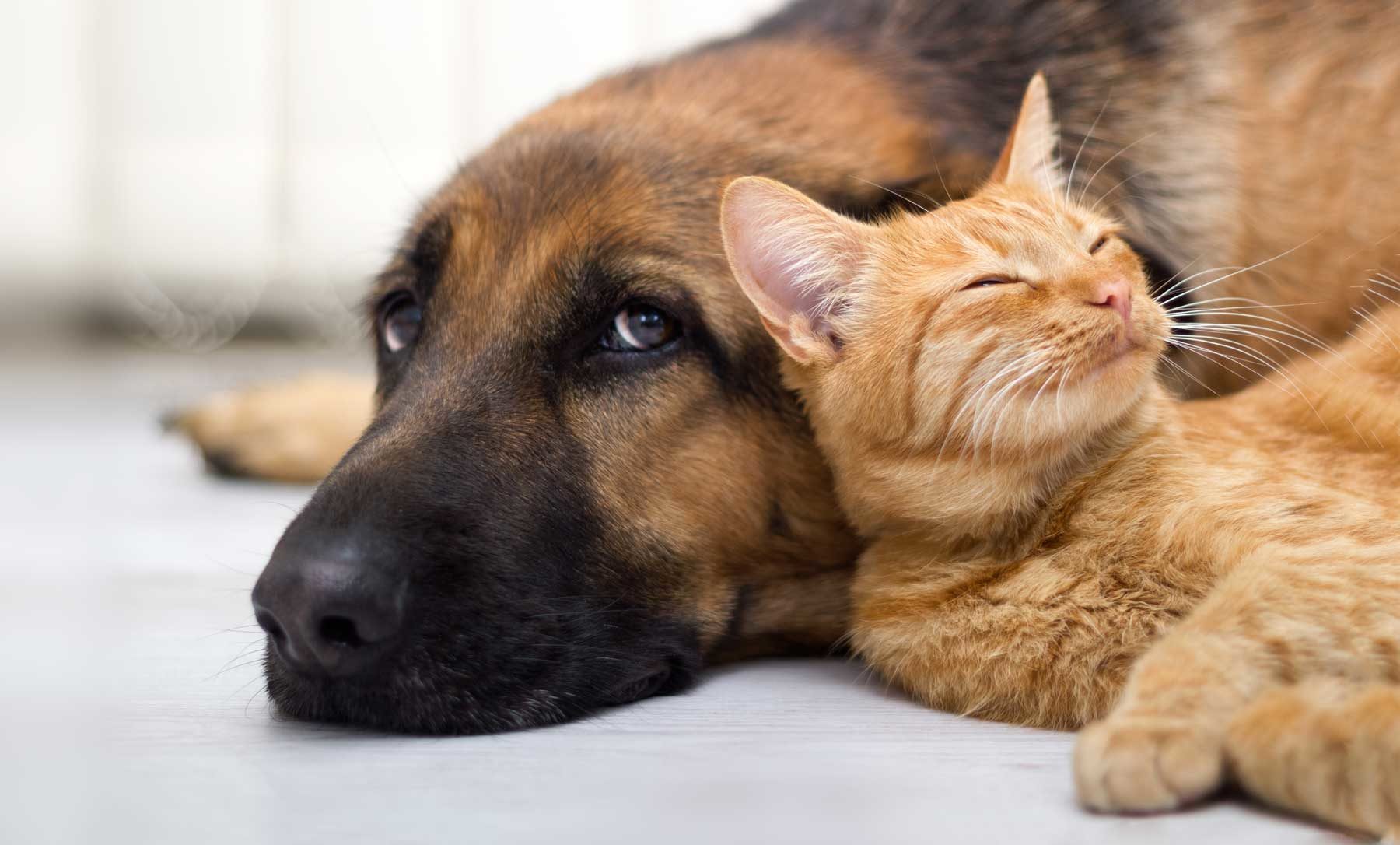 Plumtree Town Council in mass Rabies Vaccination Programme for dogs and cats