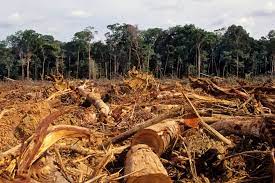 Rampant deforestation in hwange