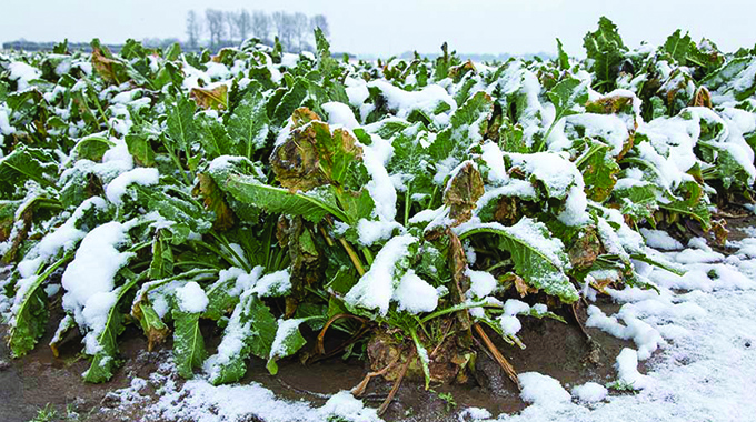 ‘Frost damage could lead to artificial food shortages’