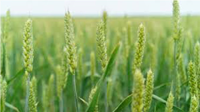 Zimbabwe surpasses wheat planting target