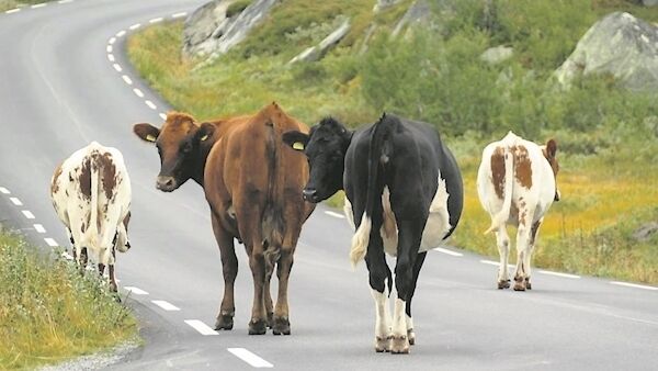 Government to confiscate stray livestock along major roads
