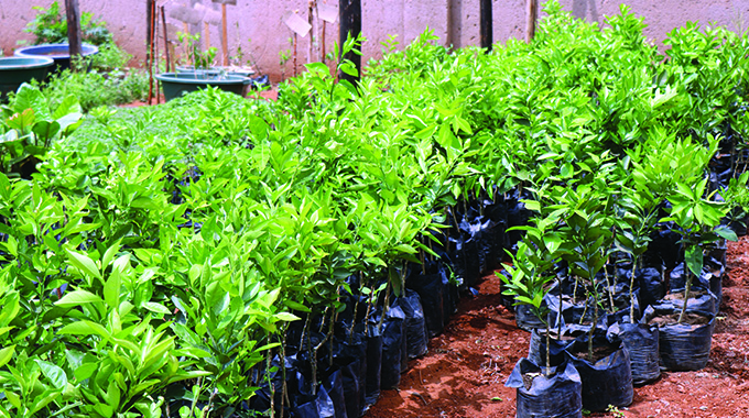 Bulilima plants 200 trees in climate change initiative