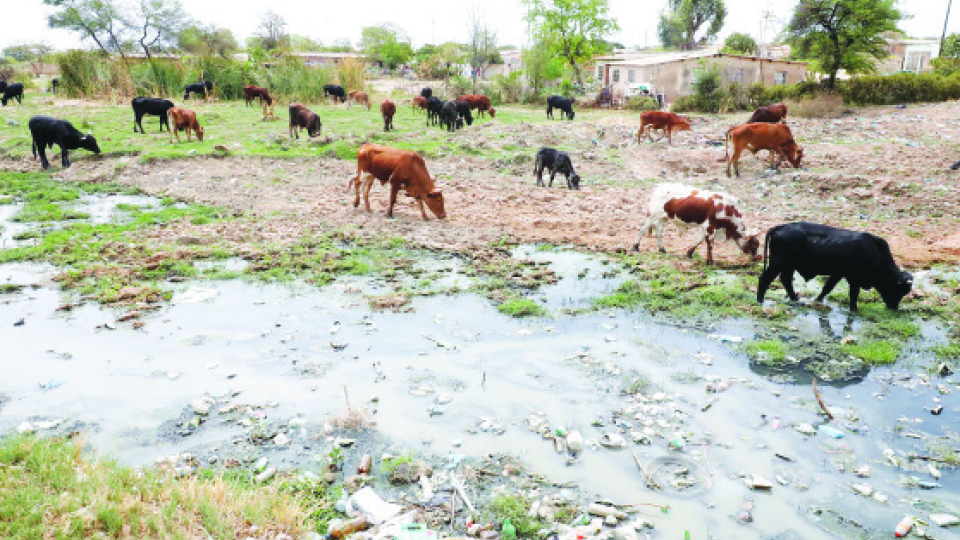 Farmers urged to guard against livestock diseases this rainy season