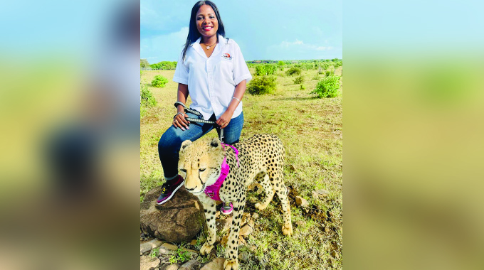 Elephant and cheetah experience: exploring Zimbabwe’s conservation legacy