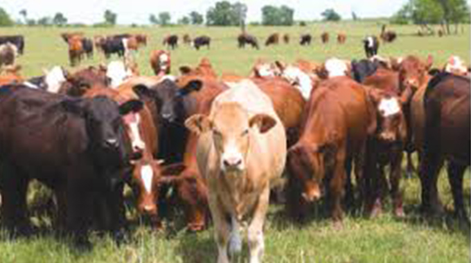 Witnesses take stand against cattle rustler