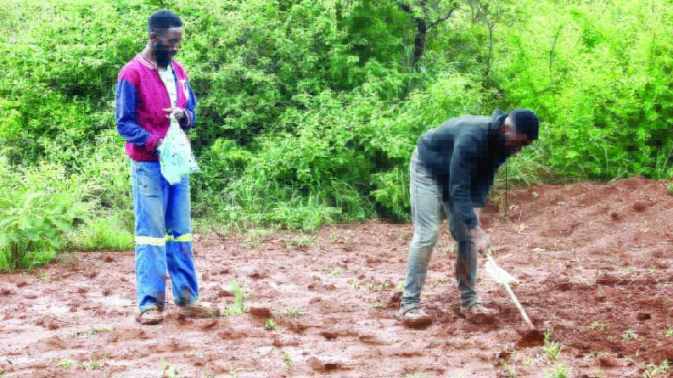 Rains rekindle hope