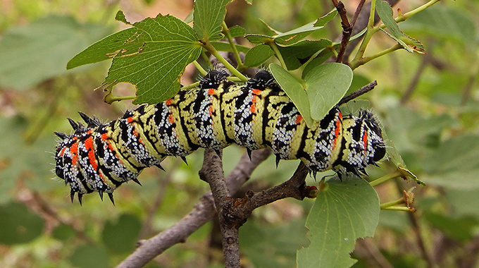 Drought halts operations at mopane worm processing plant