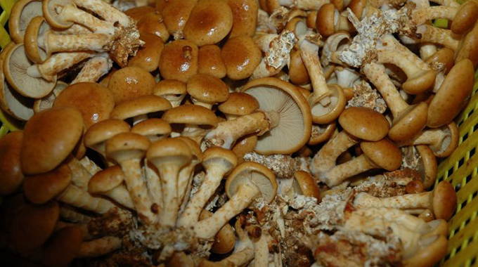 Police intensify crack down on illegal kombis